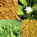 진도삼촌울금 이미지