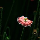 양귀비꽃 이미지