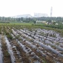 이진규농장 Daum카페