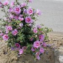 개화주유소 이미지