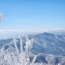 운두령 | [202412] 겨울 눈꽃 설산 100대 명산, 계방산 (운두령 코스) 후기 BAC100