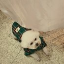 부르주화 펫 이미지