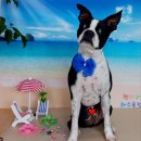 펫미리애견샵 이미지