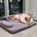 로이스애견풀빌라 | 경주 애견동반 풀빌라 추천｜로이스 애견 풀빌라 프라이빗 독채 펜션 아기랑 강아지랑 다녀온 후기