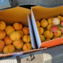 선산분홍복숭아 이미지