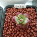 레드플럼