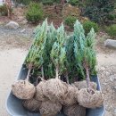 스카이농장 이미지