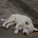 백구파출소 이미지