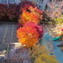 서울 국립현충원 단풍 탐방 이미지