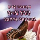 나비.gif 이미지