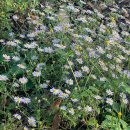 줄라이 밀양 이미지