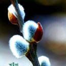 오라버니 이미지