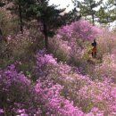 ♧싸리골산악회 4월산행공지♧ 이미지