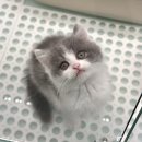 사랑해묘 이미지