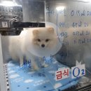 하트동물메디컬센터 이미지