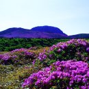 한라산 만세로점 이미지