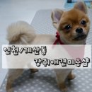 강쥐애견샵 이미지