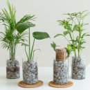 에코 플랜테리어 수경재배 | 피플랜트 테이블야자 수경재배, 초보도 성공하는 구매 가이드