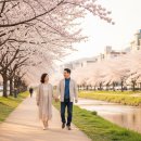 계룡농업기술센터본관-계룡시(공용)-2-200 | 충청북도 벚꽃 여행 언제 가야 후회 없을까, 2026 개화 시기별 코스·비용·실패 없는 일정 설계법