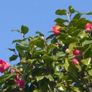 화신동백 이미지