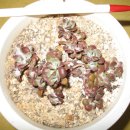 홍백농장 이미지