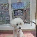 The dog 애견미용샵 이미지