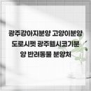 광주강아지분양 고양이분양 도로시펫 | 광주강아지분양 고양이분양 도로시펫 광주웰시코기분양 믿을 수 있는 반려동물 분양처