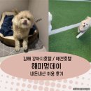 해피멍데이 | 김해 강아지 호텔 추천 해피멍데이 이용후기
