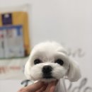 룰루랄라 애견미용실 이미지