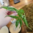 흥도로 | 부모님 모시고 가기 좋은 일산 원당맛집 - 더덕튀김 맛집 초애삼계탕 방문후기