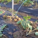 일희농장 이미지