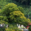 버스정류장 : 나무와학교앞 이미지