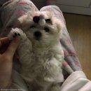 멍멍이발바닥 이미지