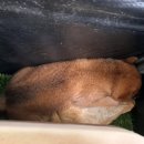 라라다온 이미지