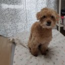 그루멍 | 노령견 미용 푸들 미용 완전 맘에 드는곳 발견 다산 왓츠그루멍 편하게 미용하고 온 도토리