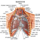 폐의 구조 이미지