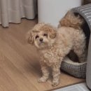 가치있개 이미지