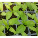 태호네농장 이미지