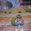 서부어린이집 | 아이와 대구 봄나들이 달성공원 서부해당화