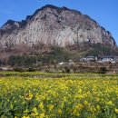 석곡(화산) 이미지