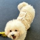 부산애견호텔 24시 강아지 유치원 미용 도그드림 서면점 이미지