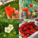 주성농장 이미지