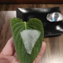 진소담 이미지