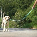 아띠지기 이미지