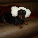 명품애견 이미지