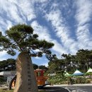 충남카 - 광명시 광명로 866 | 아이 동반 추천 | 홍성 솔바람테마파크 전동카 코스 후기