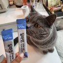 딜라잇펫 이미지