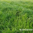 벌교사료 이미지