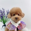 댕댕이묭실 이미지