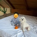 서유의섬 | 아기랑 제주 감성숙소 추천🏡 휴양지 놀러온듯한 서유의섬 풀빌라 후기 애견동반가능